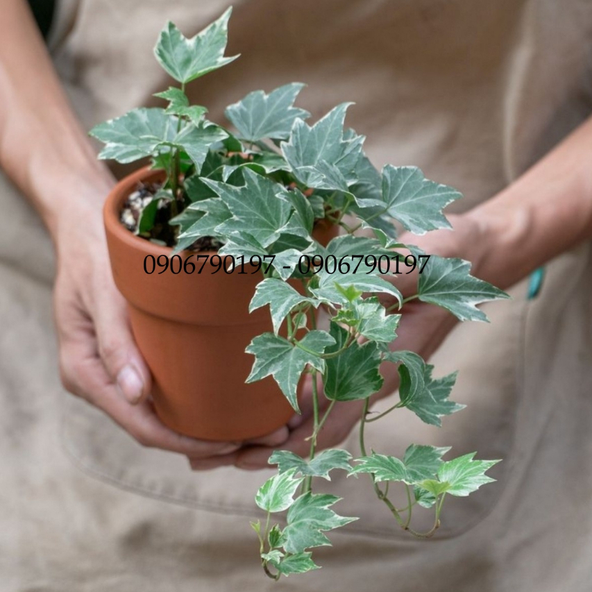 Cây thường xuân MIX CHẬU để bàn