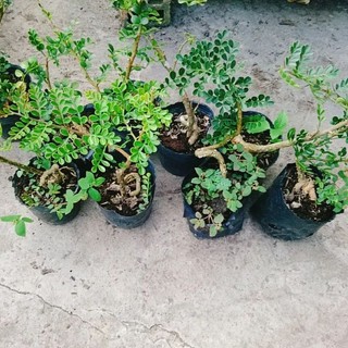 Cây Cần Thăng Bonsai