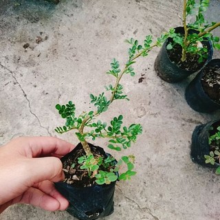 Cây Cần Thăng Bonsai