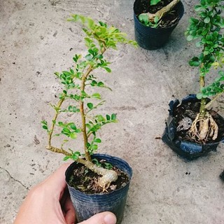 Cây Cần Thăng Bonsai