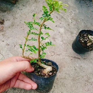Cây Cần Thăng Bonsai