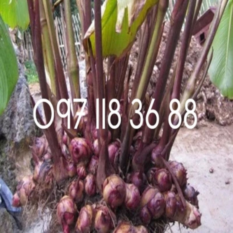 01 kg dong riềng đỏ .lh 0971183688