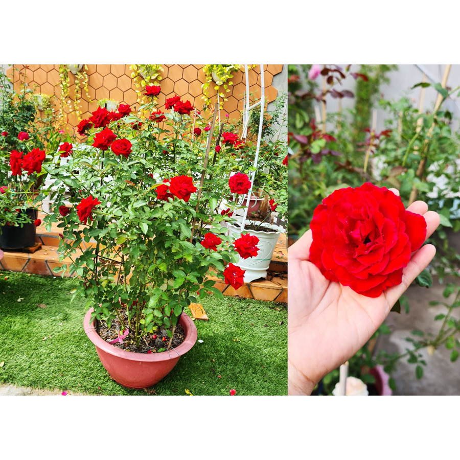 COMBO 3 GỐC HỒNG BỤI 2 LEO