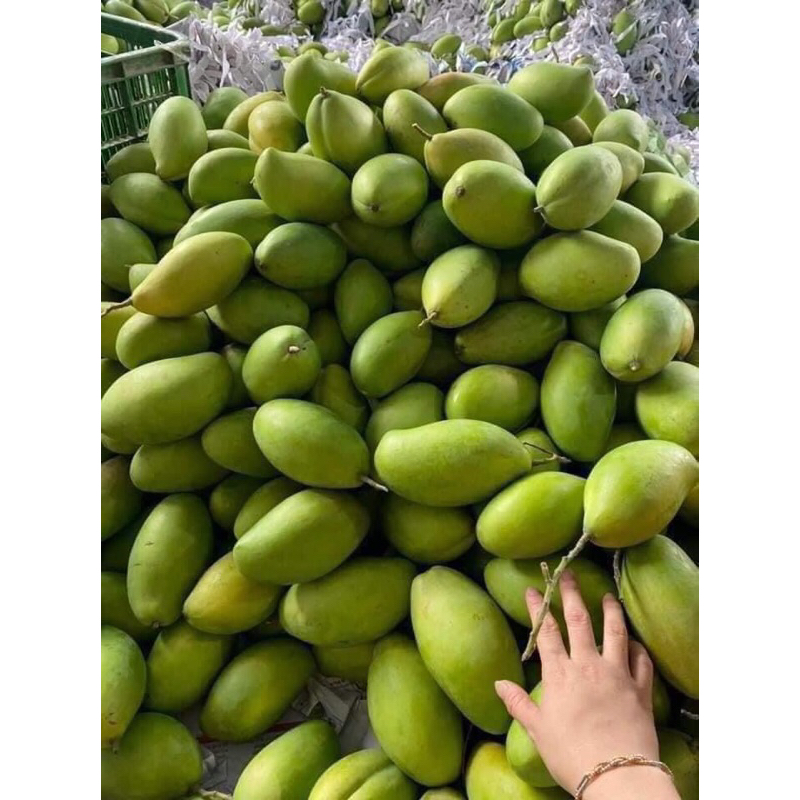 Xoài keo/xoài đài loan 1kg + tặng kèm muối chấm + Ship hoả tốc Hà Nội