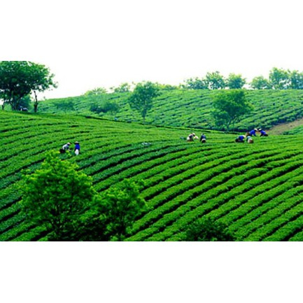 Bột trà xanh Nguyên Chất thiên nhiên 100gr