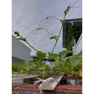 Siêu Vọt đọt gói 500gr