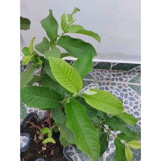 Siêu Vọt đọt gói 500gr