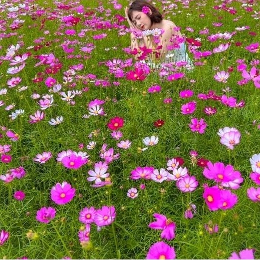 Hạt giống hoa sao nhái - cánh bướm mix màu GÓI 2.500 hạt nhiều hạt (đỏ, hồng, trắng) đẹp