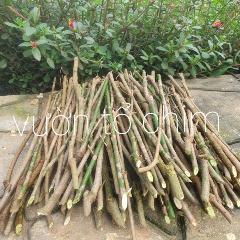 10 Cành Rau Ngót Ta Già để giâm, giống rau ngót ta lá nhỏ - Canh tác sạch, không hóa chất - 20cm