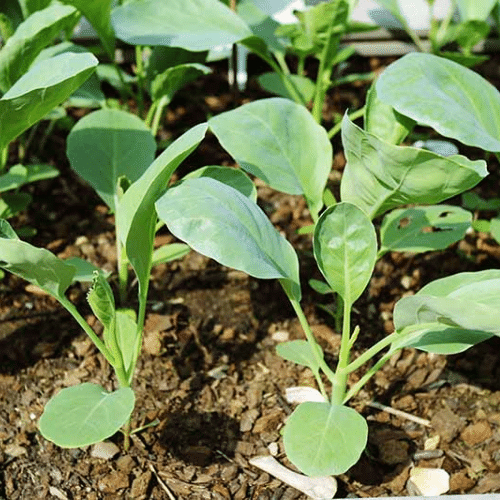 ALO SHOP SHIP KHÔNG BỊ GÃY-CÂY GIỐNG CẢI RỔ 7-15CM COLLARD GREEN tặngdịchtrùn KHOQ11,7,9,thủđức,phúnhuận