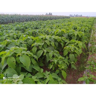 Chè khổng lồ chăn nuôi (5 Cây Giống)