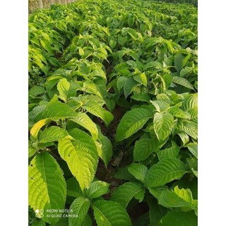 Chè khổng lồ chăn nuôi (5 Cây Giống)