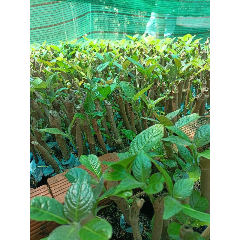 Chè khổng lồ chăn nuôi (5 Cây Giống)