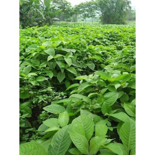 Chè khổng lồ chăn nuôi (5 Cây Giống)