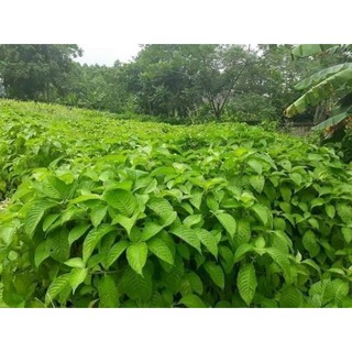 Chè khổng lồ chăn nuôi (5 Cây Giống)