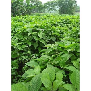 Chè khổng lồ chăn nuôi (5 Cây Giống)