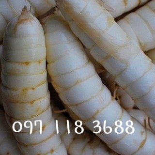 Bầu 5 cây mì tinh,bình tinh,dong chóc,dong ta giống cao sản củ to ngonơ