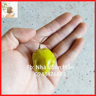 3 Hạt Ớt Habanero Mustard Siêu Cay