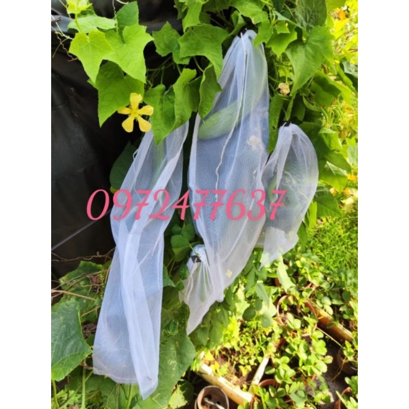 50 túi 20*60 lưới mùng bao bầu, mướp