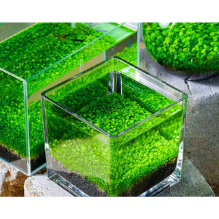 Hạt giống thủy sinh - cây trân châu lá nhỏ 5gram