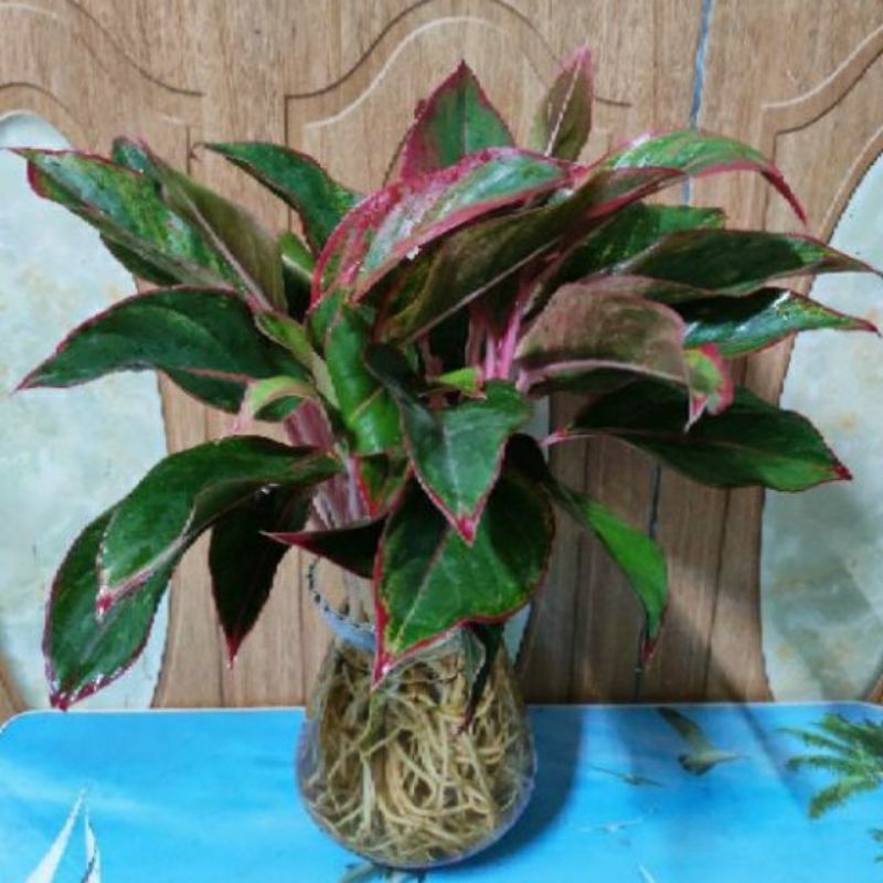 Cây Phú Quý Thủy Sinh