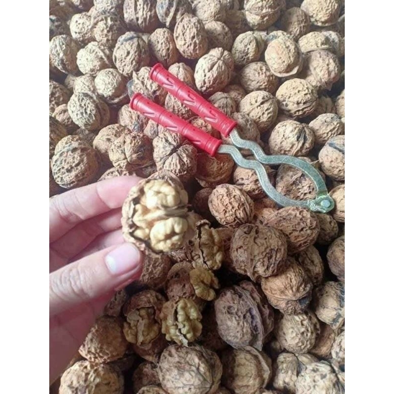 Óc chó nếp Lai Châu. trồng tại các bùng núi cao của Lai Châu. cam kết chính hãng