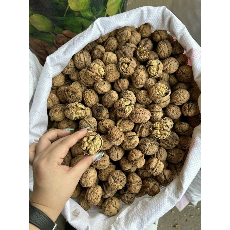 Óc chó nếp Lai Châu. trồng tại các bùng núi cao của Lai Châu. cam kết chính hãng