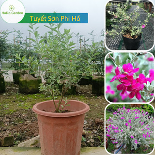Tuyết giống Sơn Phi Hồ cây trồng sân vườn,công trình,biệt thự