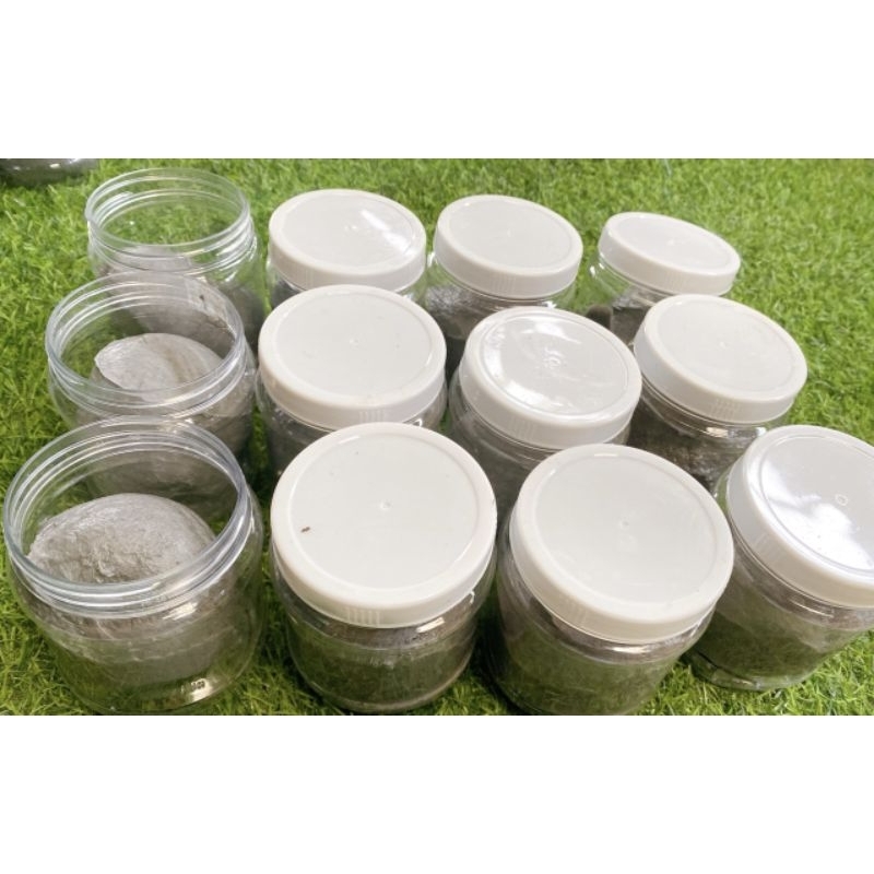 Keo bẫy chim sẻ cao cấp hũ 500g