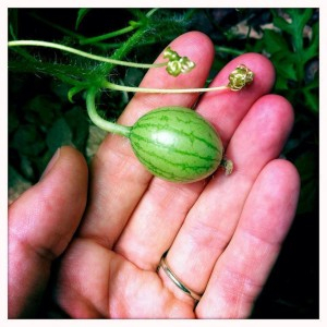 Hạt Giống Dưa Hấu Tí Hon, Mini  -