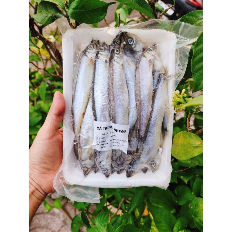 CÁ TRỨNG NAUY 500GR