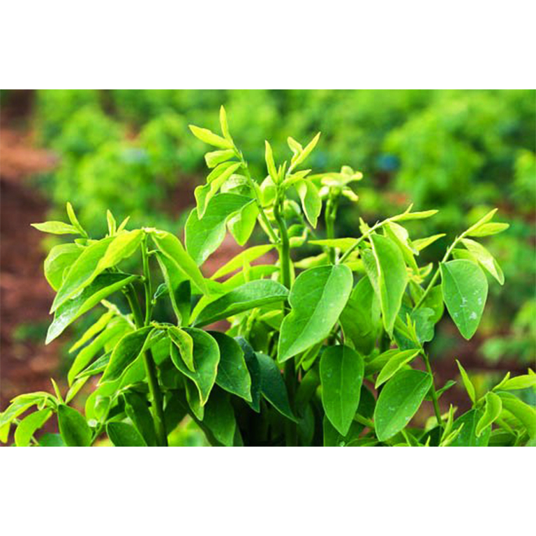 Hạt Giống Rau Ngót Siêu Lá (Gói 1 Gram) -[Ăn ngon đậm vị - Dễ Trồng, Phát triển tốt]