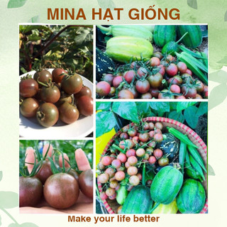 Nguyên gói 30 Hạt giống cà chua cherry Socola siêu trái_Có thể leo giàn, trái chùm