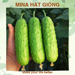 Hạt giống dưa nếp non Shuzi ⚡ HÀNG CHUẨN ⚡ Hạt giống dưa nếp non Shuzi F1, dưa thơm có gai, mỏng vỏ, quả giòn ngọt