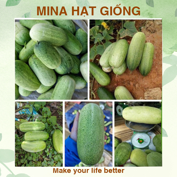 20 Hạt giống dưa chuột mèo bản địa