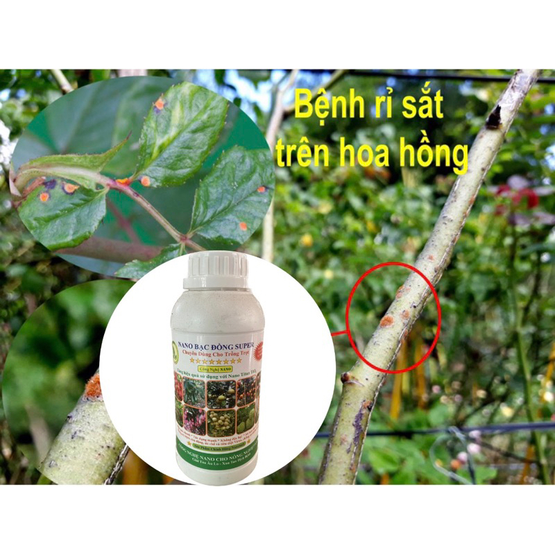 Chuyên trị nấm, gỉ sắt, phấn trắng, thán thư, thối rễ cho HOA HỒNG và CÂY ĂN TRÁI Nano Bạc Đồng Super (Date 04/05/2023)