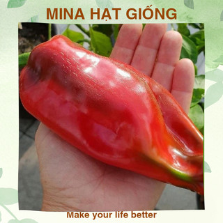 Hạt giống ớt sừng ngọt rosa ⚡ loại xịn ⚡ hạt giống ớt sừng hoa quả rosa đỏ, không cay không hăng, 200-300g/trái