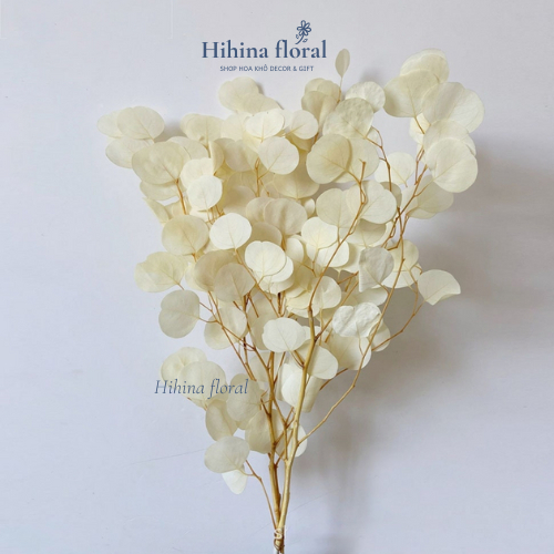 Lá Tai Voi Khô Decor Trang Trí Nhà, Cửa Hàng