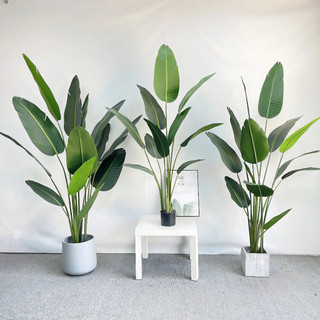 Cây Chuối Cảnh  Nhựa - Chuối Rẻ Quạt (Cao 1,8m) Cây Giả Trang Trí Decor Nội Thất Phòng Khách