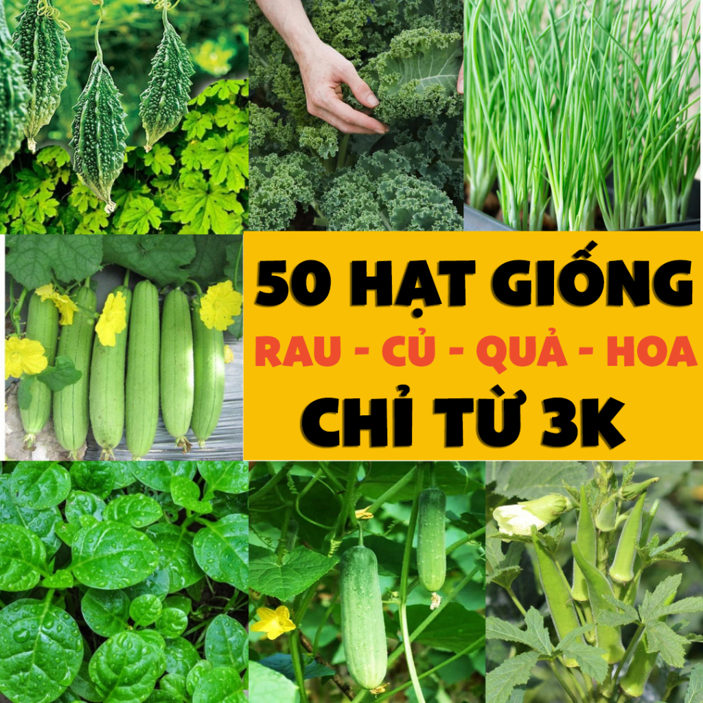 50 Hạt giống Rau Hoa Củ Quả, Sao Nhái, Mười Giờ, Hướng Dương, Hồng Leo, Dưa Chuột, Hấu, Ớt, Măng, Xà Lách | LỖI 1 ĐỔI 1