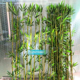 Combo 20 cây trúc thân xanh 150cm và 30 cây 200cm