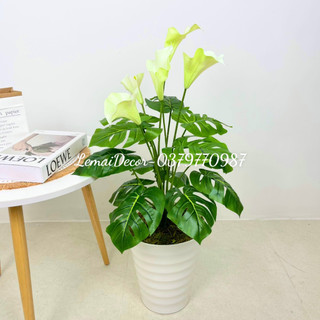 Cây hoa rum lá xẻ, cây decor trang trí 80cm