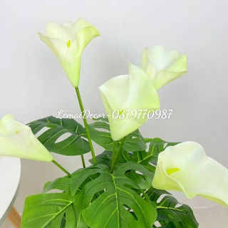 Cây hoa rum lá xẻ, cây decor trang trí 80cm