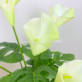 Cây hoa rum lá xẻ, cây decor trang trí 80cm