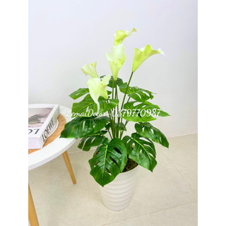 Cây hoa rum lá xẻ, cây decor trang trí 80cm