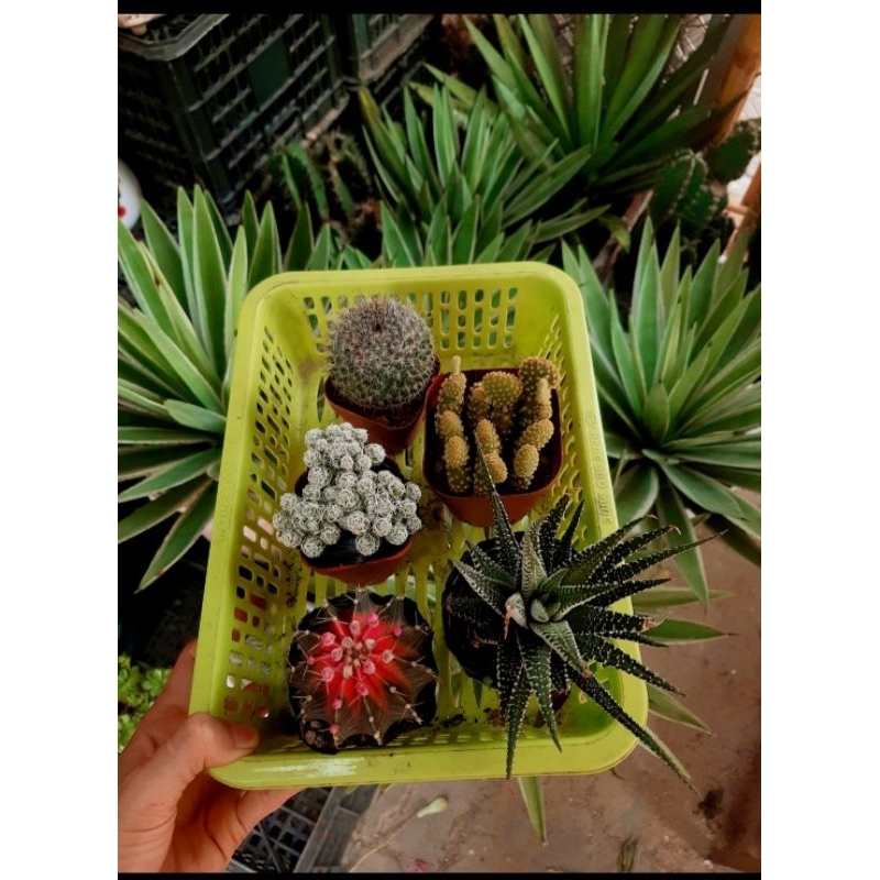 combo 5 loại xương rồng - siêu xinh và khỏe