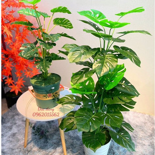 Cây trầu bà lá xẻ cao cấp, cây giả decor
