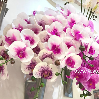 Lan hồ điệp giả trắng lõi tím 9 bông