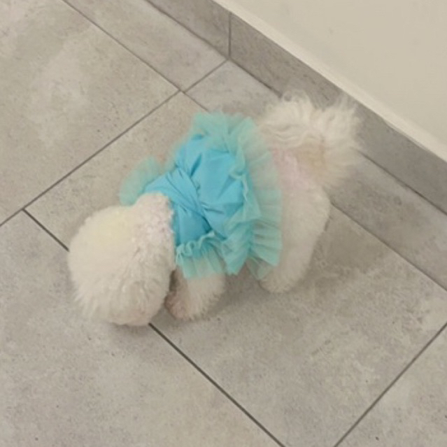 Đầm xoè voan công chúa mùa hè chó mè