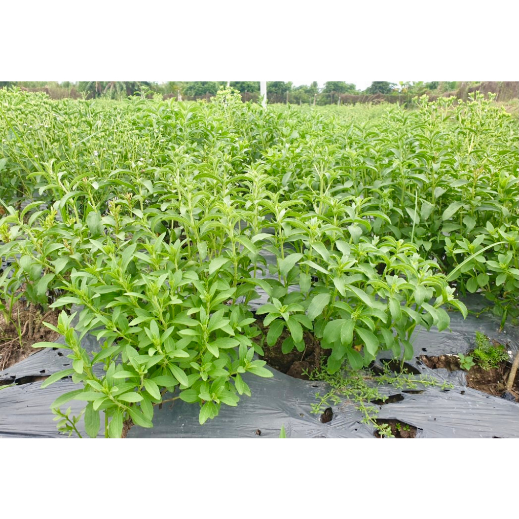 Hạt Giống Cỏ Ngọt Stevia (Gói 50 Hạt) -[Tạo ngọt thay thế đường, Tốt cho sức khỏe]